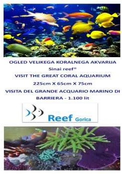 katalog-reef