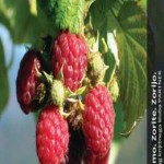 Slovenska knjiga katalog