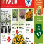 Kalia katalog