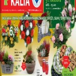 Kalia katalog