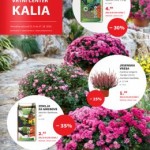 Kalia katalog